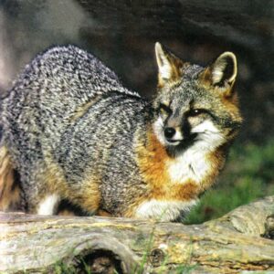 category article image